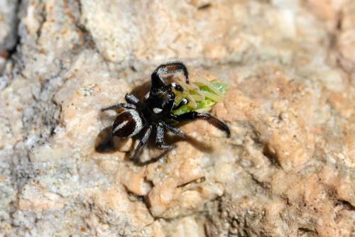 Réf. 343 165 : Pellenes geniculatus
